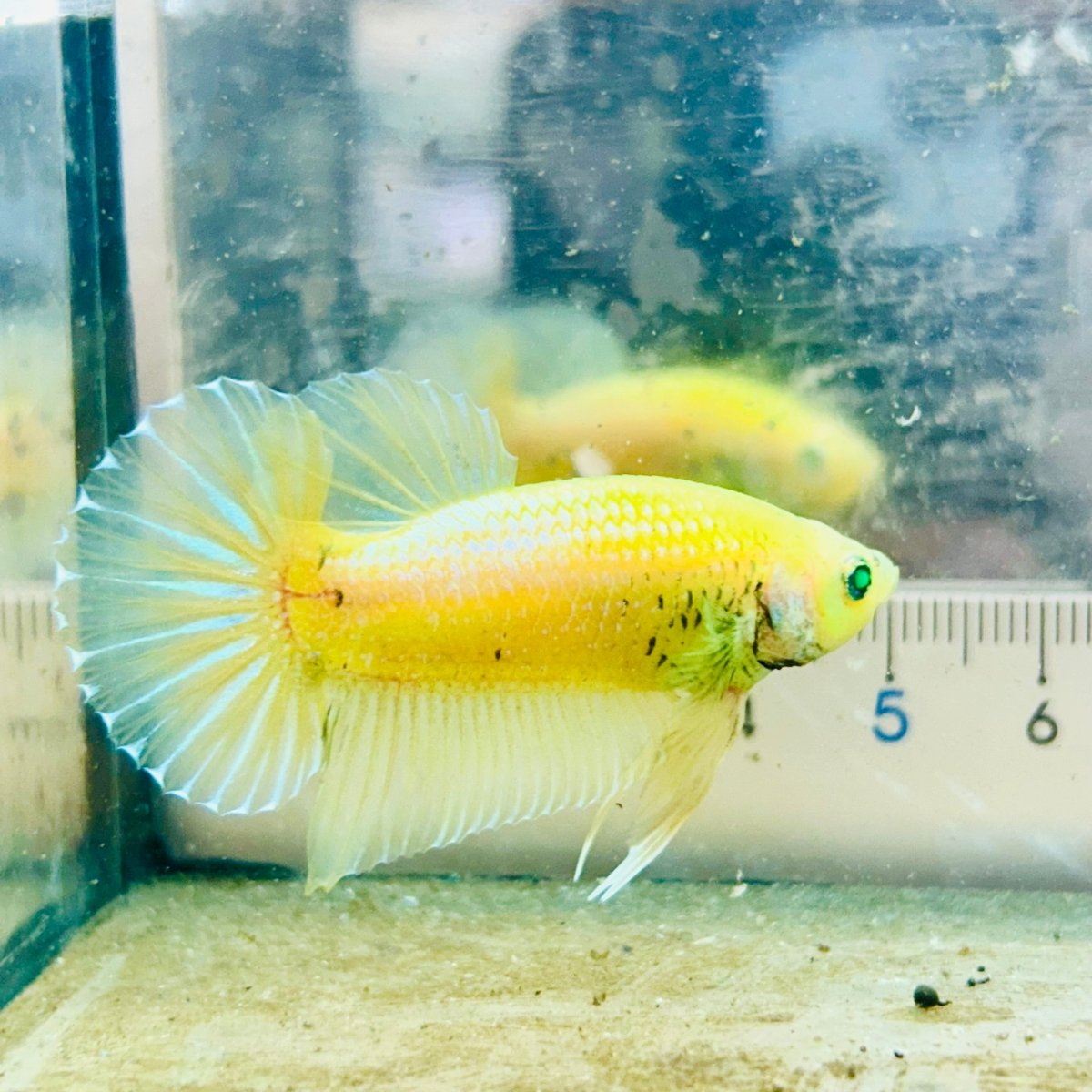 Plakat Metallic Pastel Neon Male Betta Jul42 Live Betta Fish Male betta