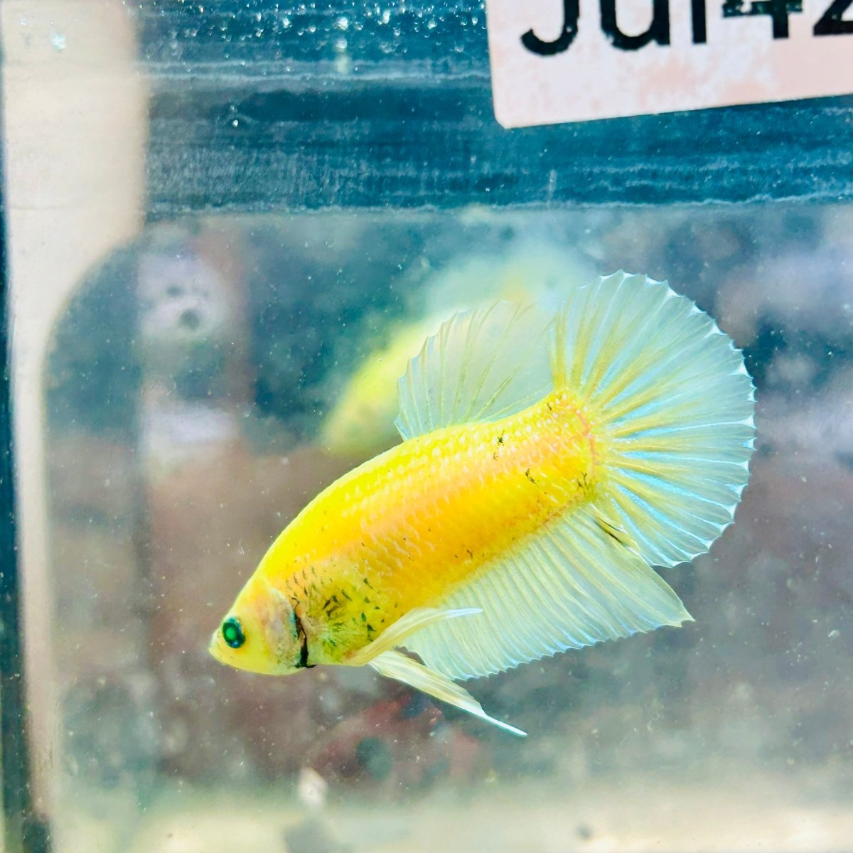 Plakat Metallic Pastel Neon Male Betta Jul42 Live Betta Fish Male betta
