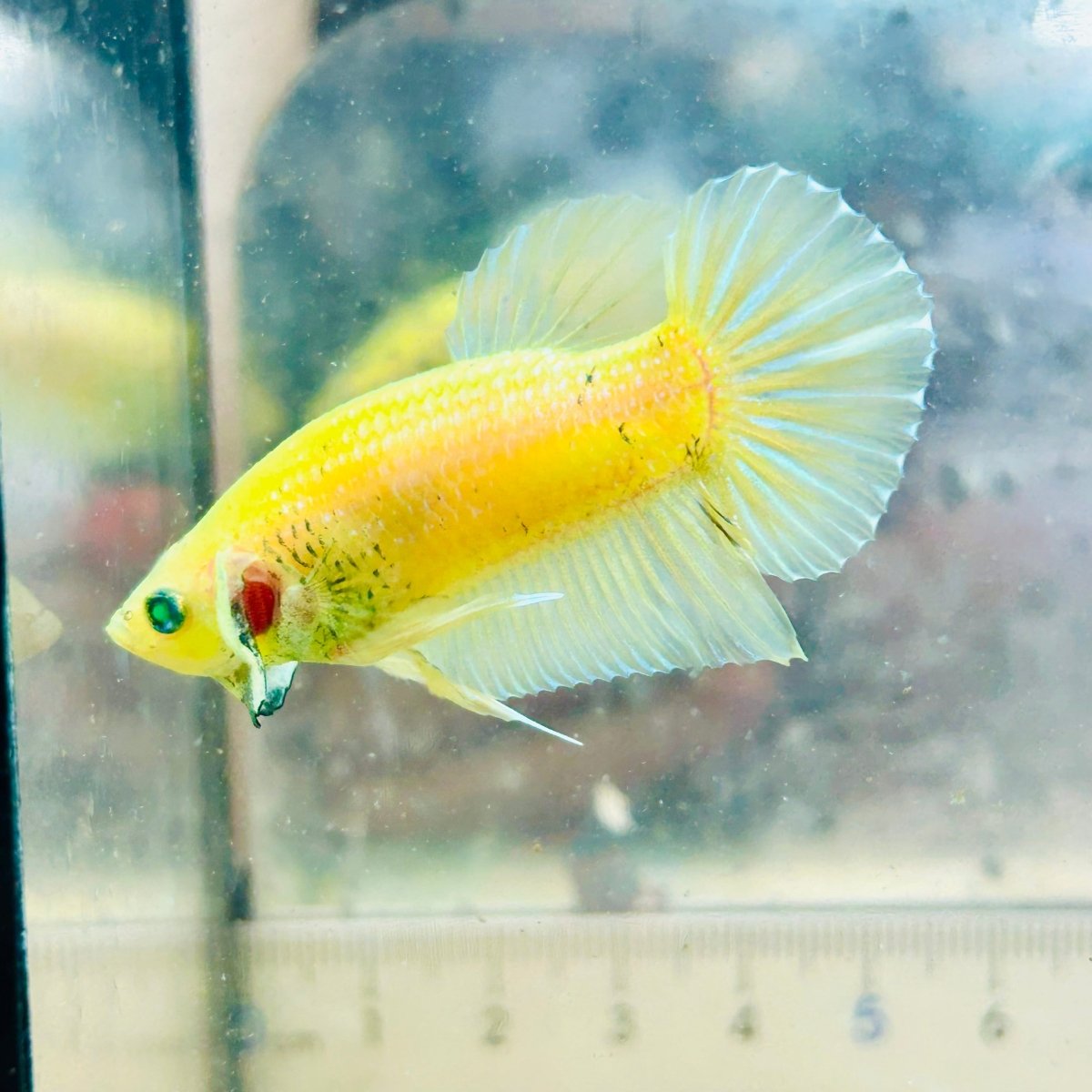 Plakat Metallic Pastel Neon Male Betta Jul42 Live Betta Fish Male betta