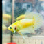 Plakat Metallic Pastel Neon Male Betta Jul42 Live Betta Fish Male betta