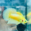 Plakat Metallic Pastel Neon Male Betta Jul42 Live Betta Fish Male betta