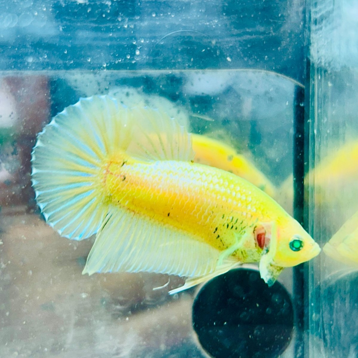 Plakat Metallic Pastel Neon Male Betta Jul42 Live Betta Fish Male betta
