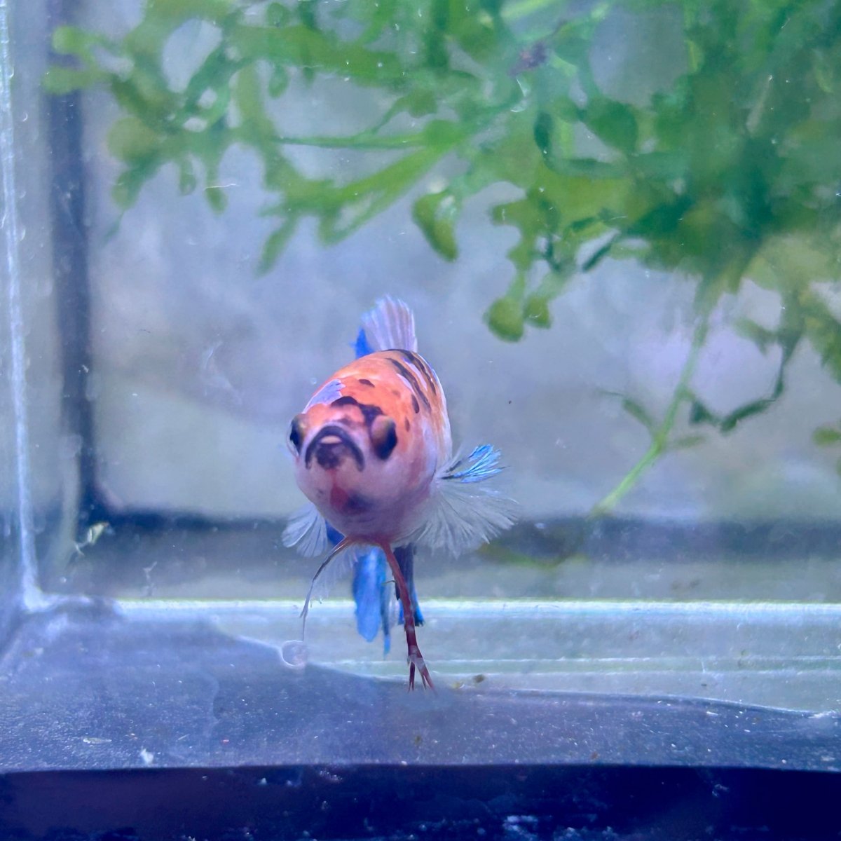 Plakat Multicolor Candy Female Betta 041 Live Betta Fish Female betta
