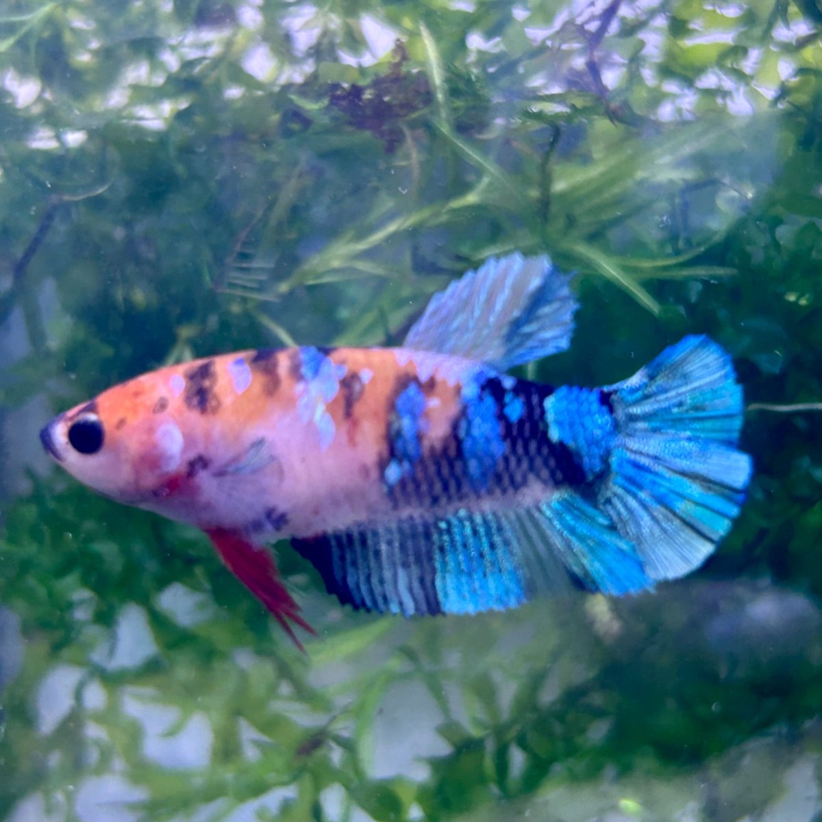 Plakat Multicolor Candy Female Betta 041 Live Betta Fish Female betta