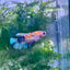 Plakat Multicolor Candy Female Betta 041 Live Betta Fish Female betta