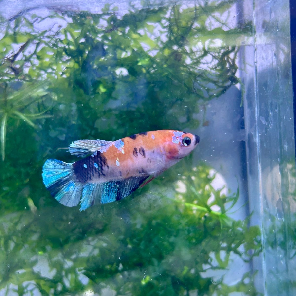 Plakat Multicolor Candy Female Betta 041 Live Betta Fish Female betta