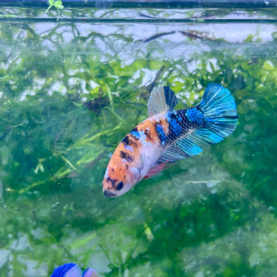 Plakat Multicolor Candy Female Betta 041 Live Betta Fish Female betta