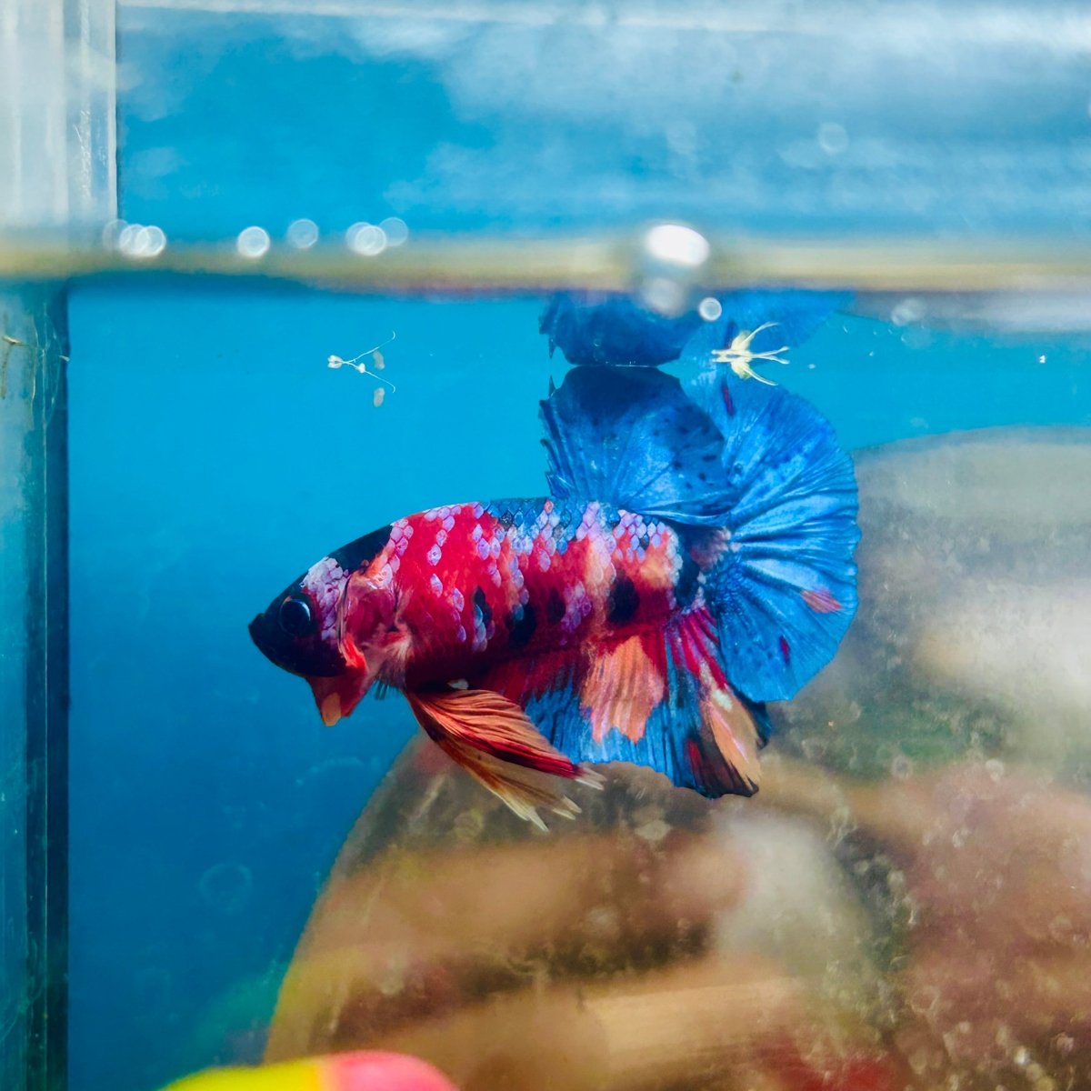 Plakat Multicolor Candy Male Betta 158