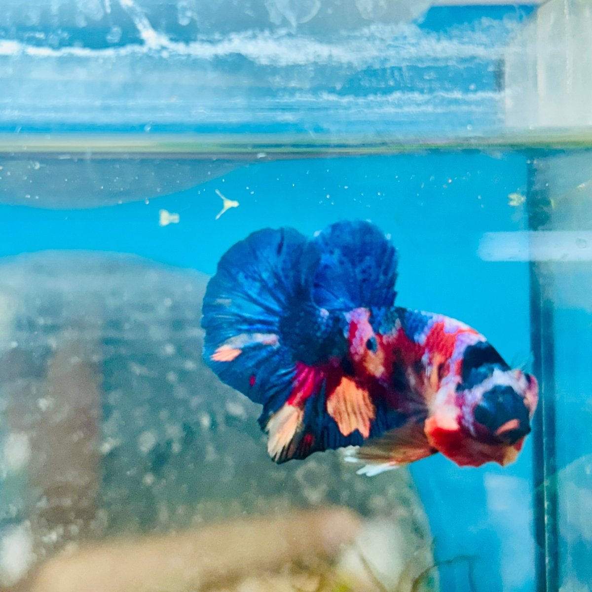 Plakat Multicolor Candy Male Betta 158