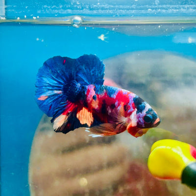 Plakat Multicolor Candy Male Betta 158