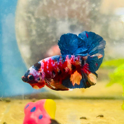 Plakat Multicolor Candy Male Betta 158
