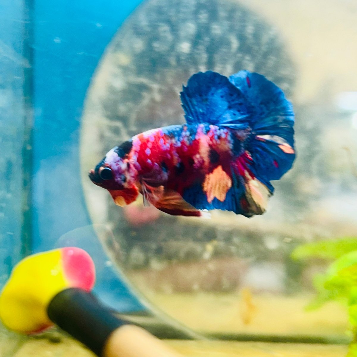 Plakat Multicolor Candy Male Betta 158