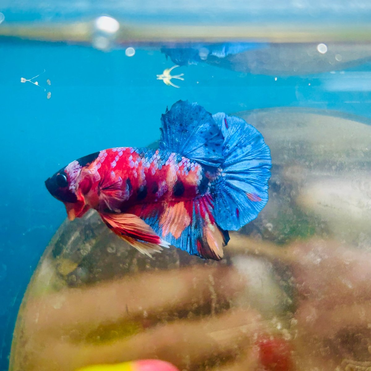 Plakat Multicolor Koi - Male Betta