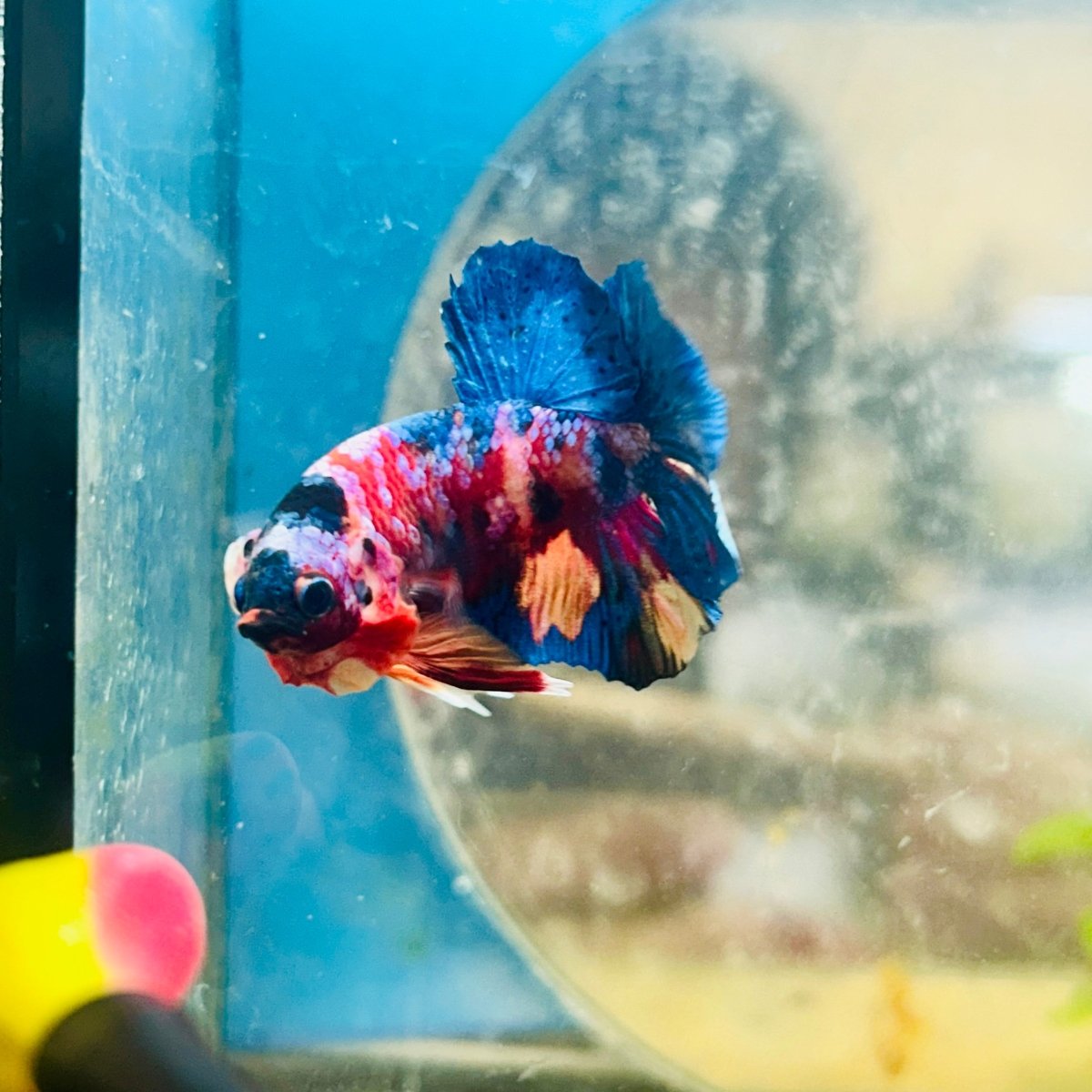 Plakat Multicolor Candy Male Betta 158