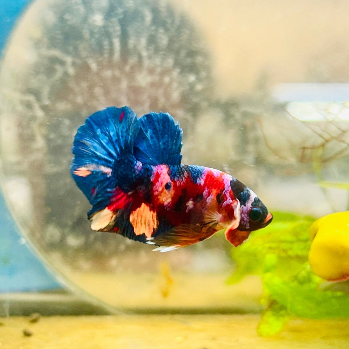 Plakat Multicolor Candy Male Betta 158