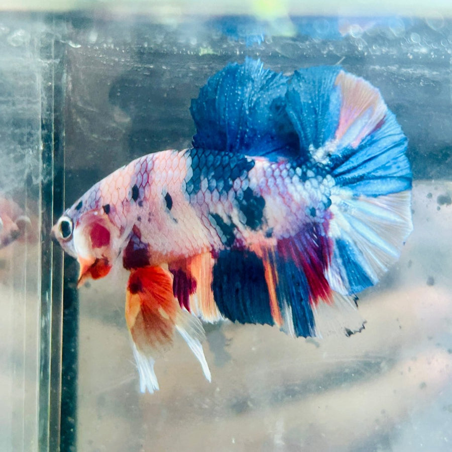 Plakat Multicolor Candy Male Betta 26 Live Betta Fish Male betta