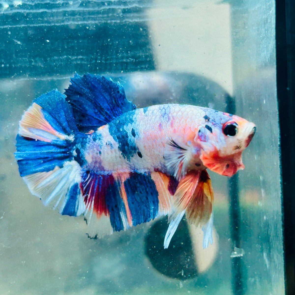 Plakat Multicolor Candy Male Betta #26