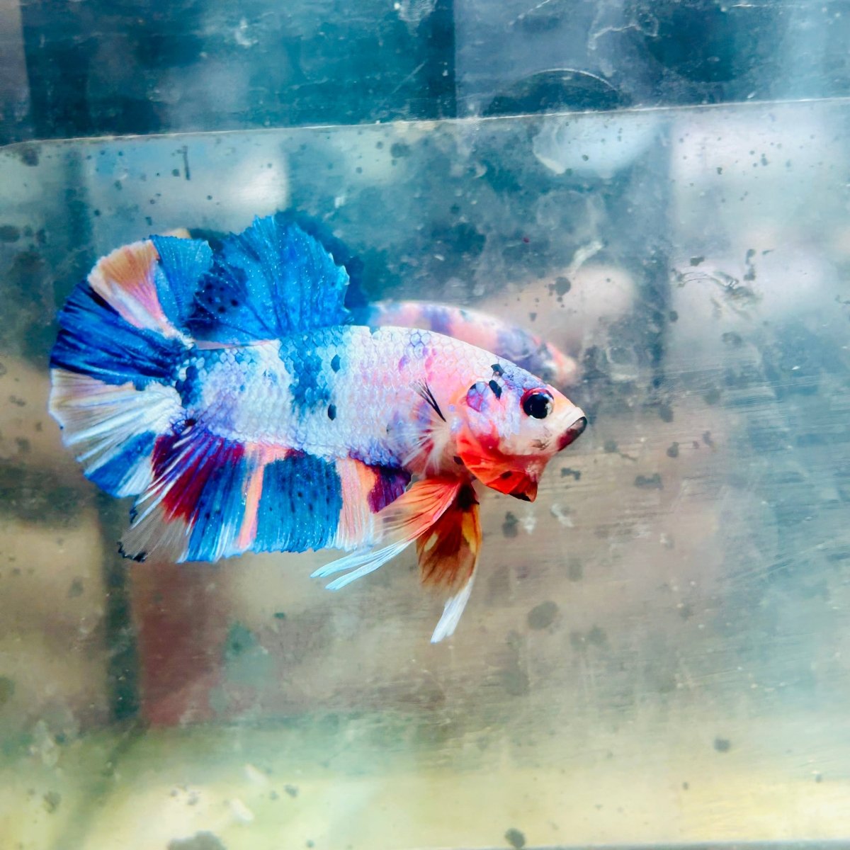 Plakat Multicolor Candy Male Betta #26