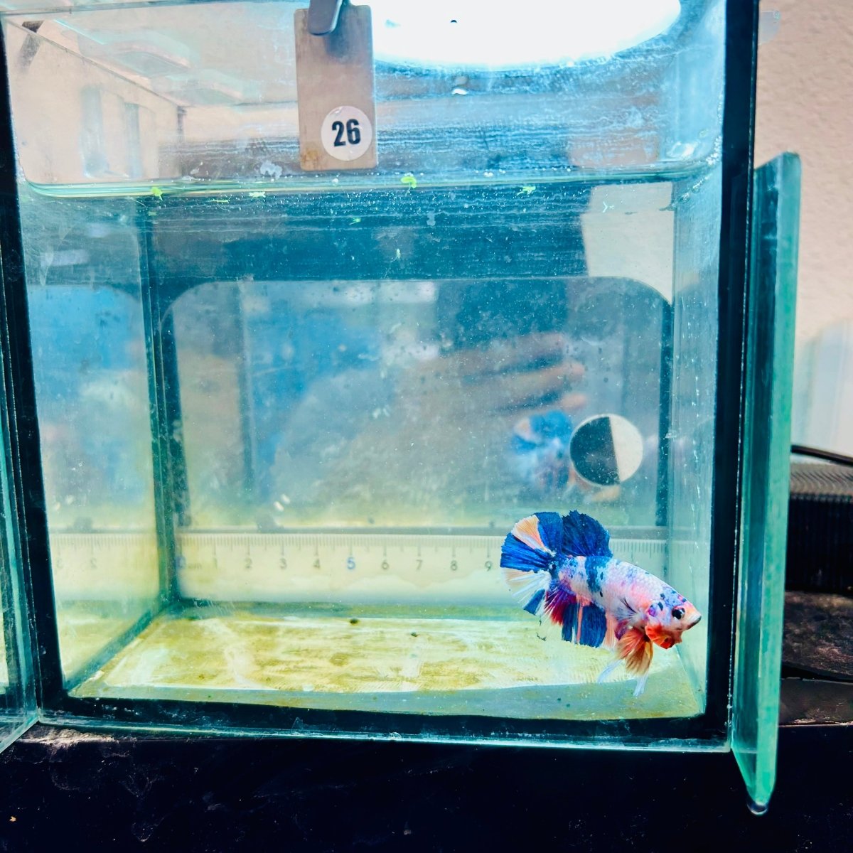 Plakat Multicolor Candy Male Betta #26