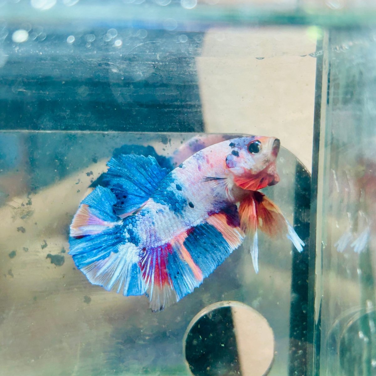 Plakat Multicolor Candy Male Betta #26