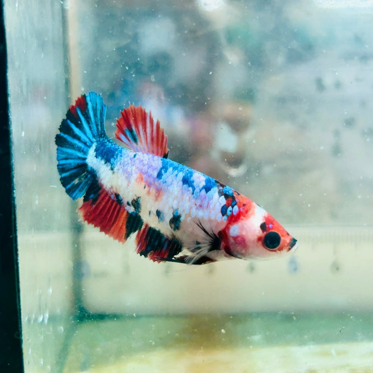 Plakat Multicolor Female Betta #032