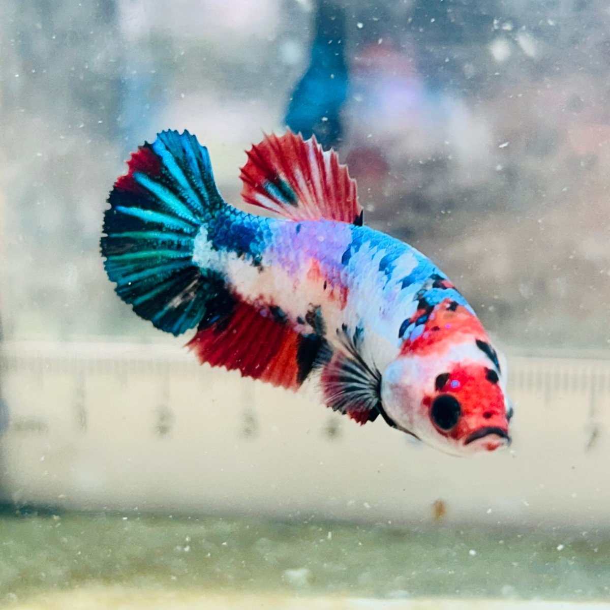 Plakat Multicolor Female Betta #032