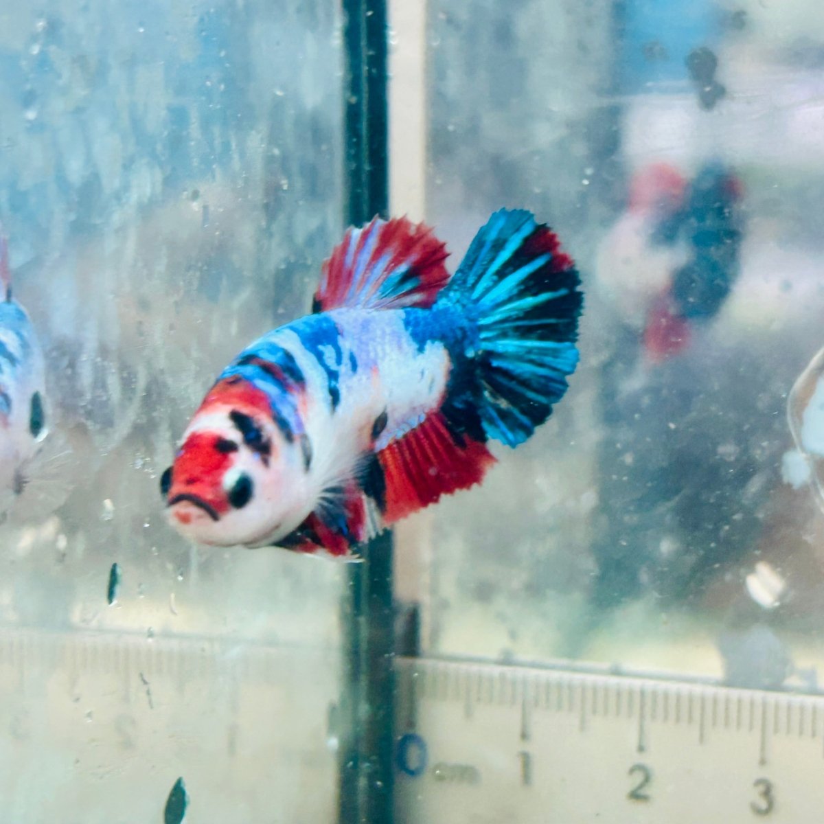 Plakat Multicolor Female Betta #032