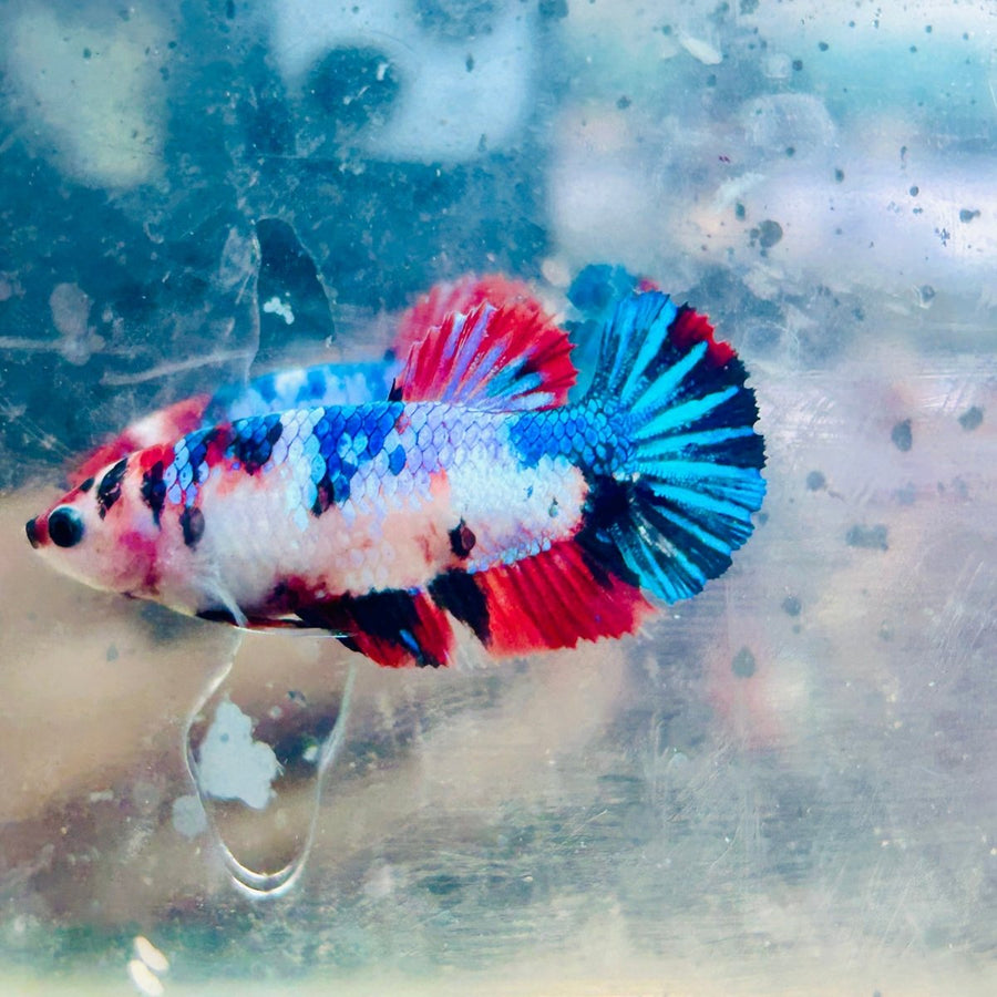 Plakat Multicolor Female Betta 032 Female betta