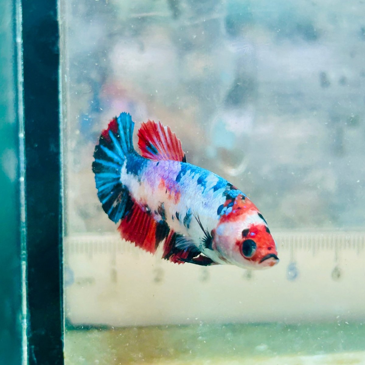 Plakat Multicolor Female Betta #032