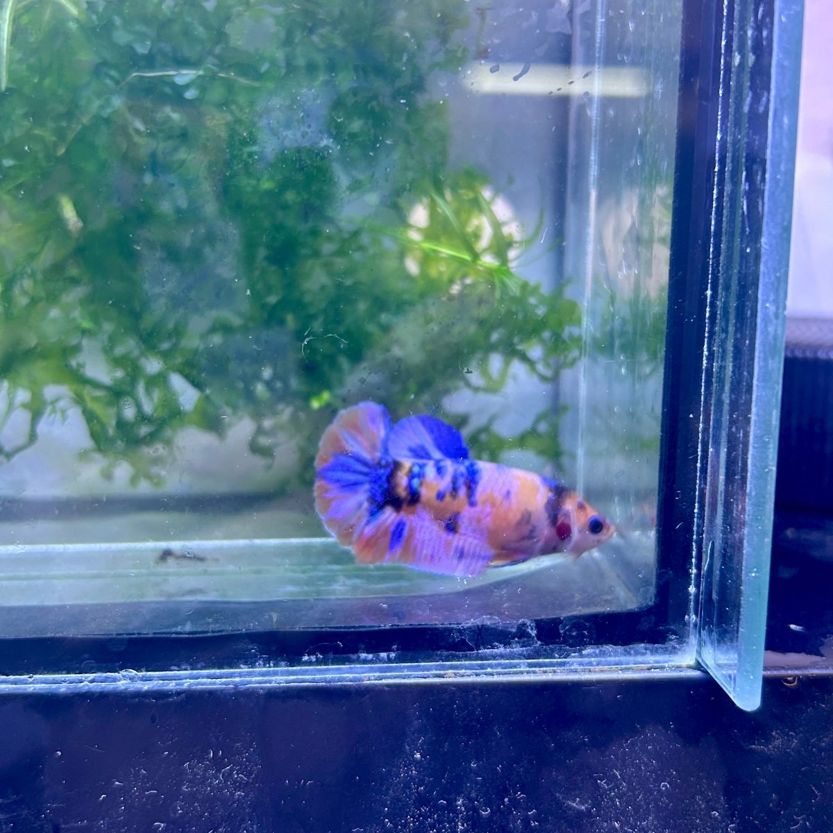 Plakat Multicolor Female Betta 112 Female betta