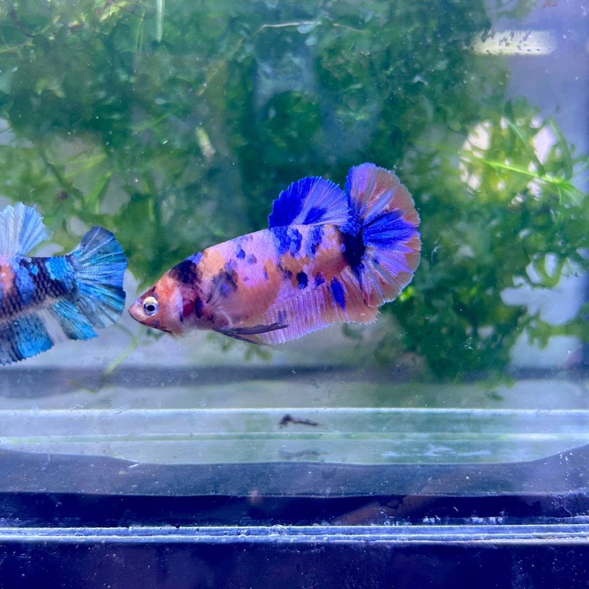 Plakat Multicolor Female Betta 112 Female betta