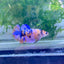 Plakat Multicolor Female Betta 112 Female betta