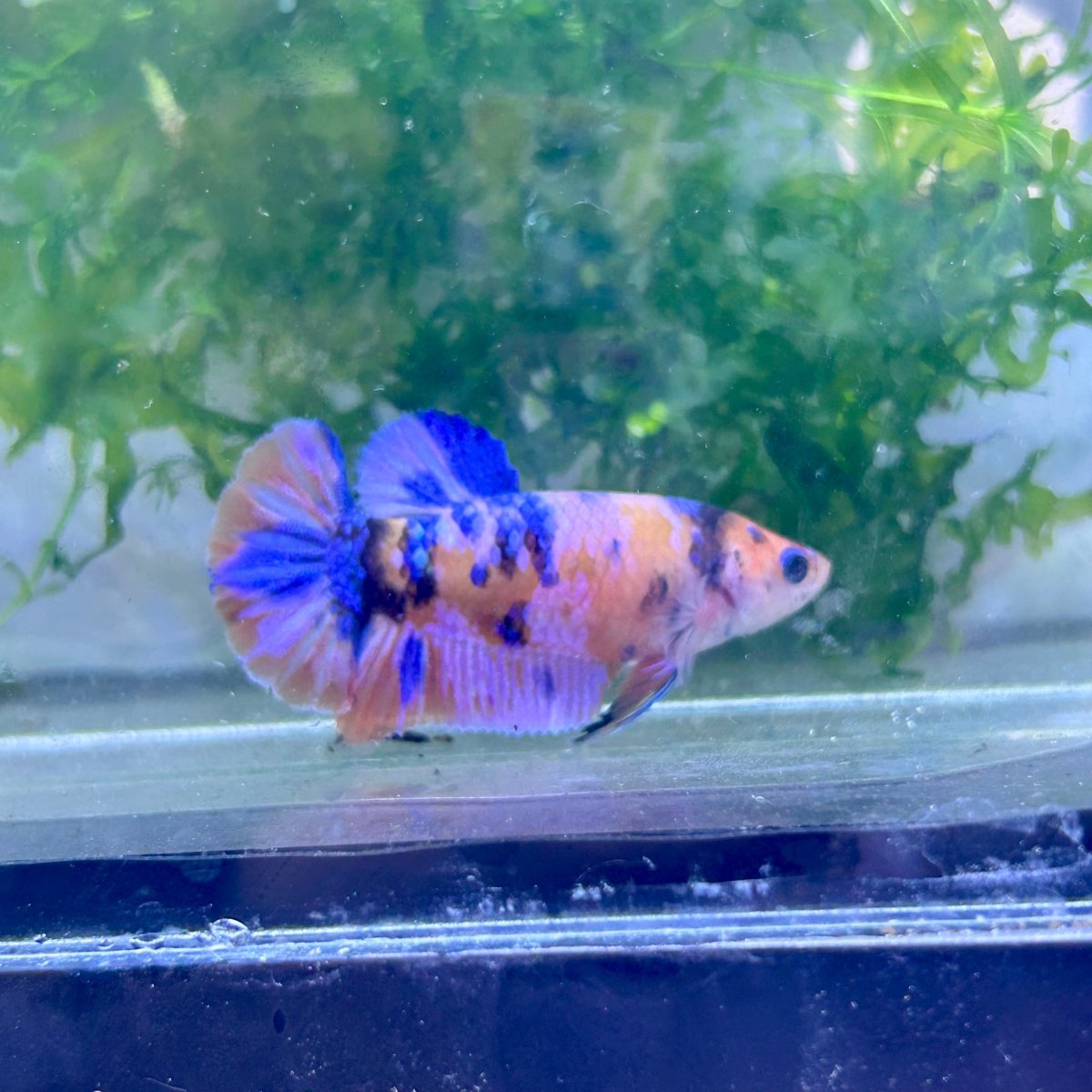 Plakat Multicolor Female Betta 112 Female betta