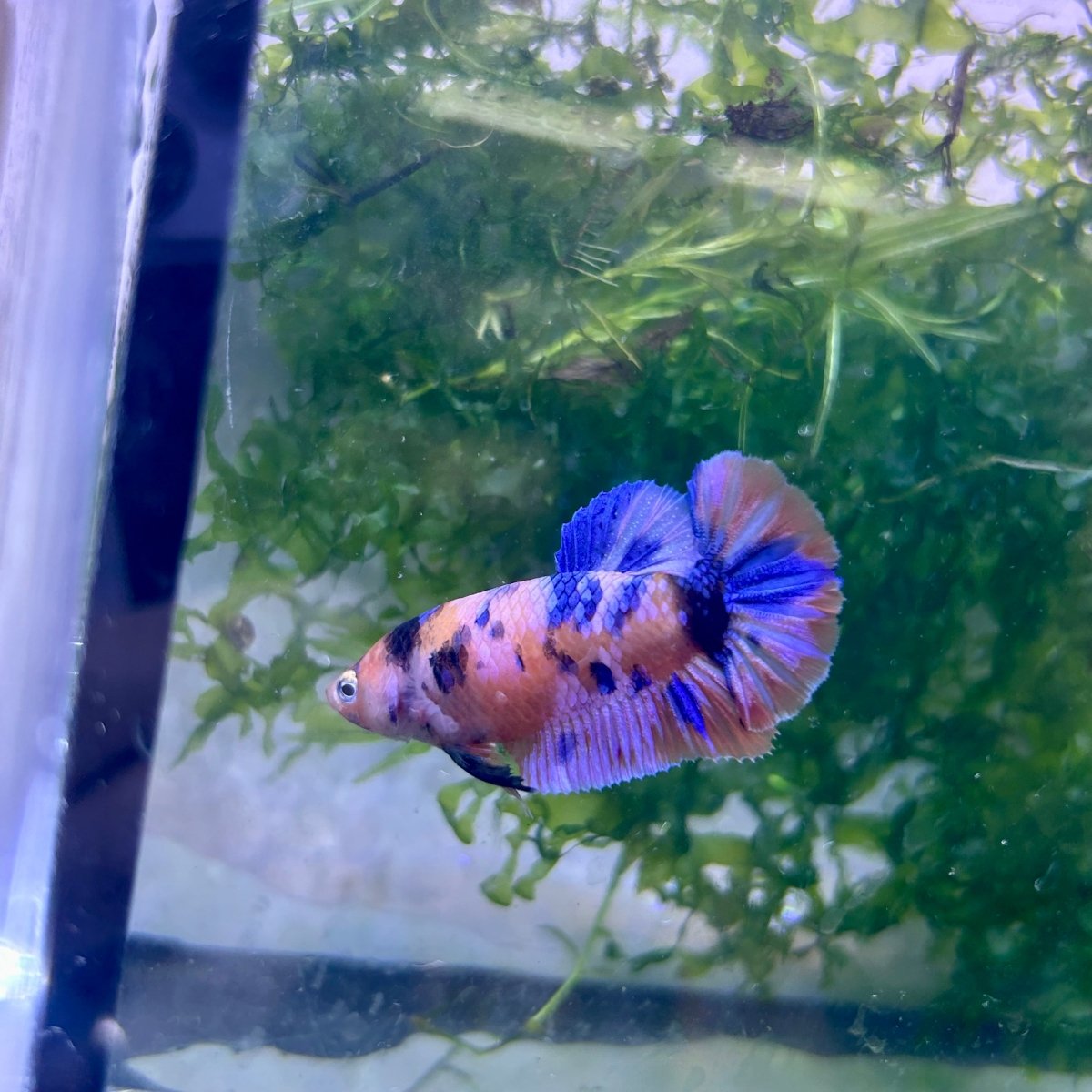 Plakat Multicolor Female Betta 112 Female betta