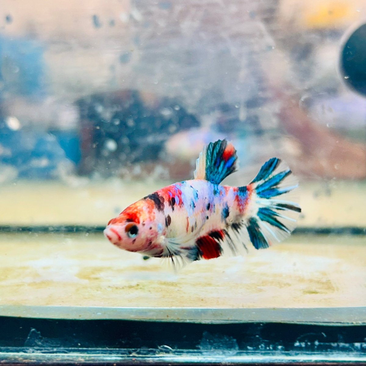 Plakat Multicolor Female Betta #188