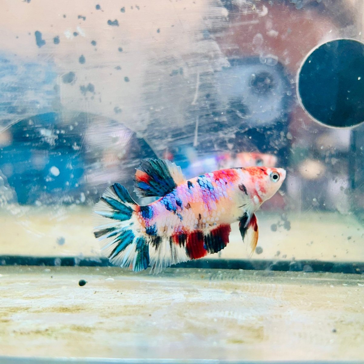 Plakat Multicolor Female Betta #188