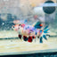 Plakat Multicolor Female Betta 188 Female betta