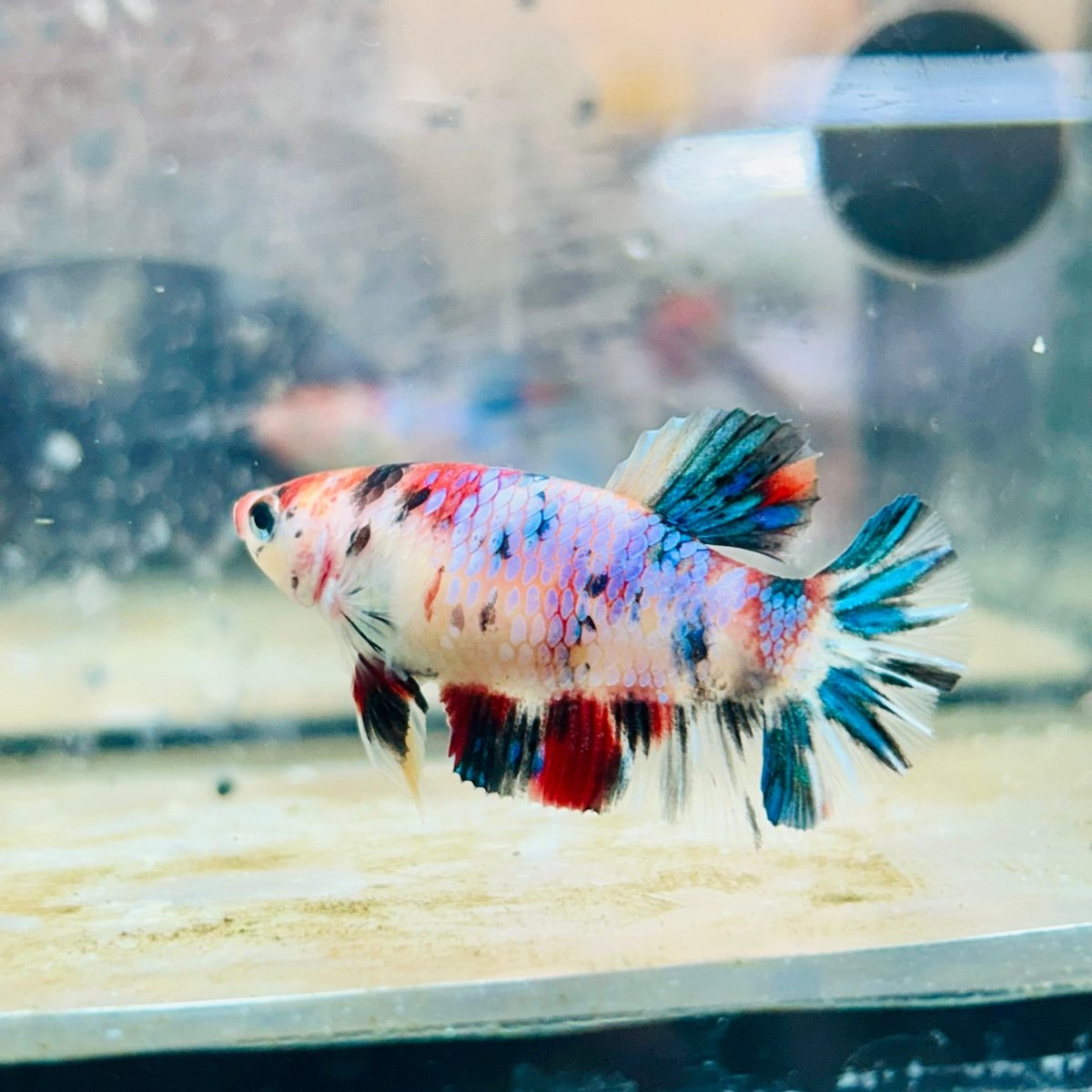 Plakat Multicolor Female Betta #188