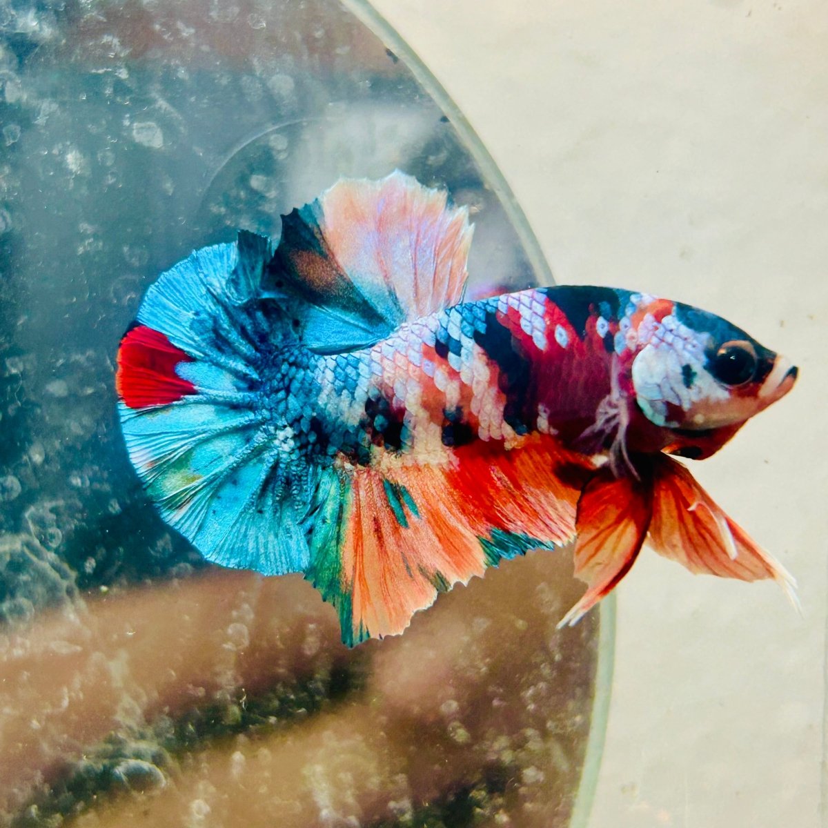 Plakat Multicolor Koi - Male Betta