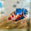 Plakat Multicolor Koi Female Betta 091