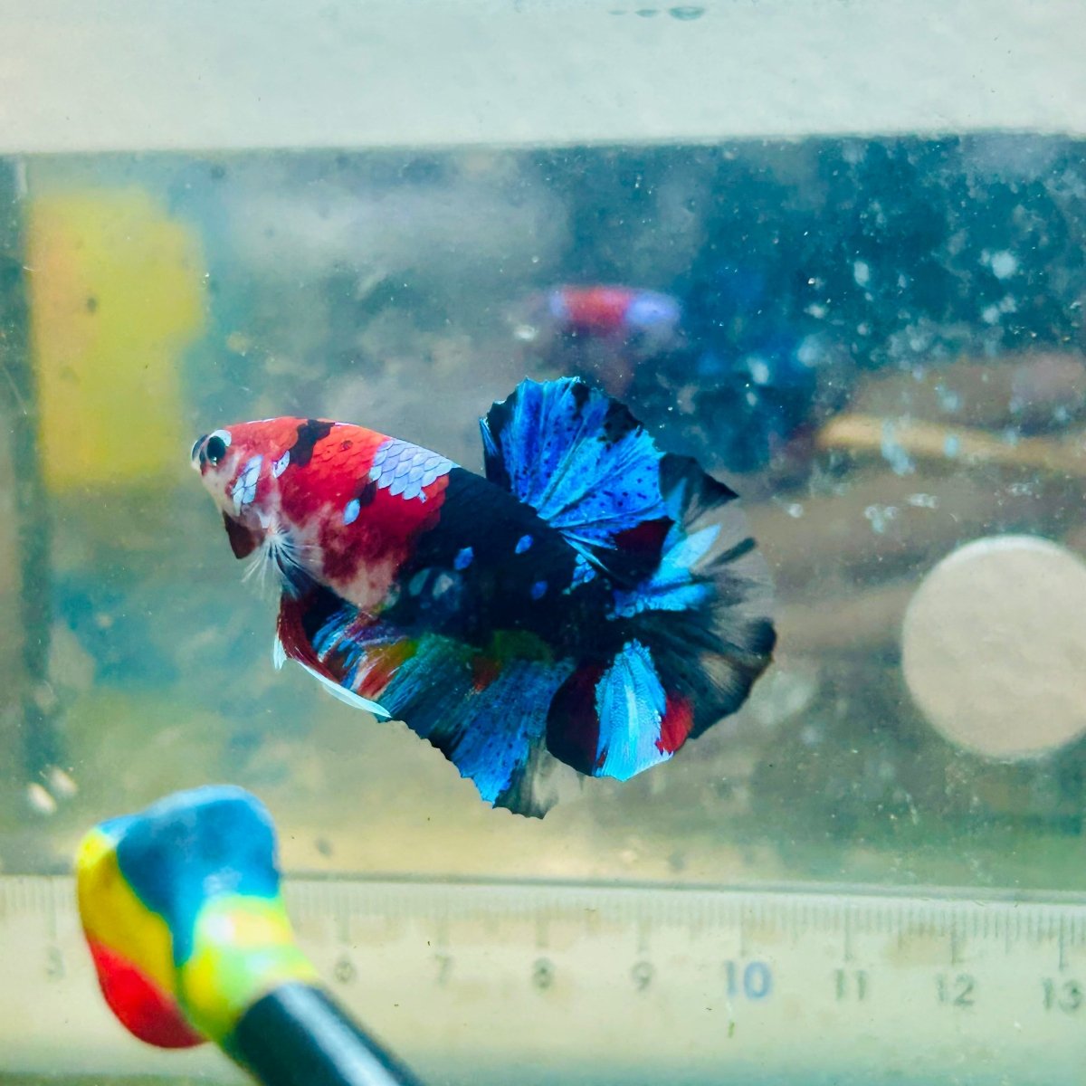 Plakat Multicolor Koi Male Betta #024