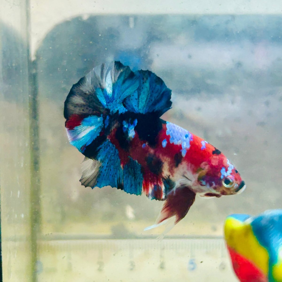 Plakat Multicolor Koi Male Betta #024