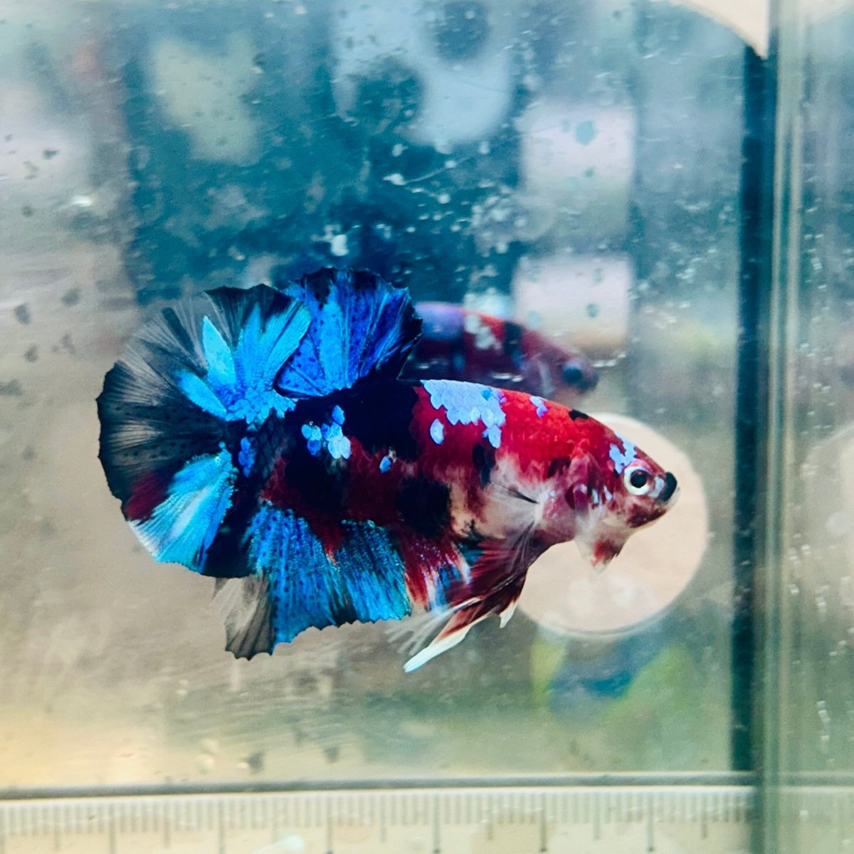 Plakat Multicolor Koi Male Betta #024