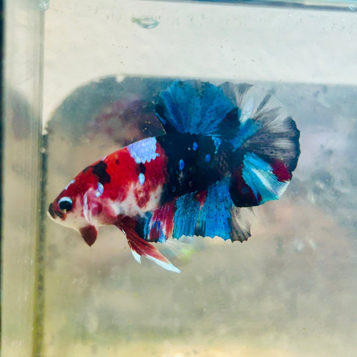 Plakat Multicolor Koi Male Betta #024