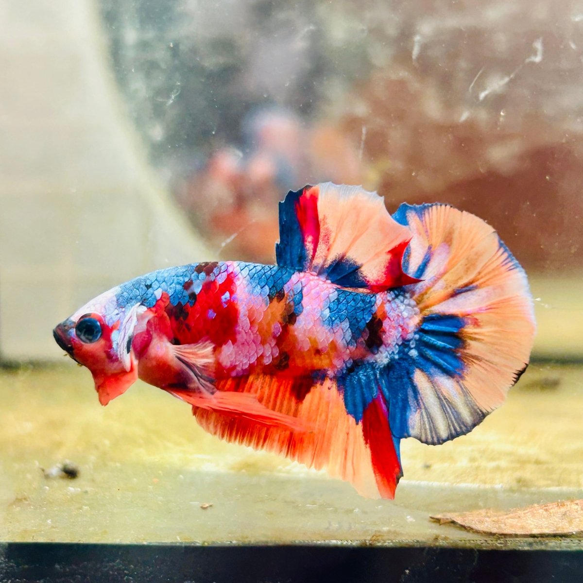 Plakat Multicolor Koi Male Betta 162
