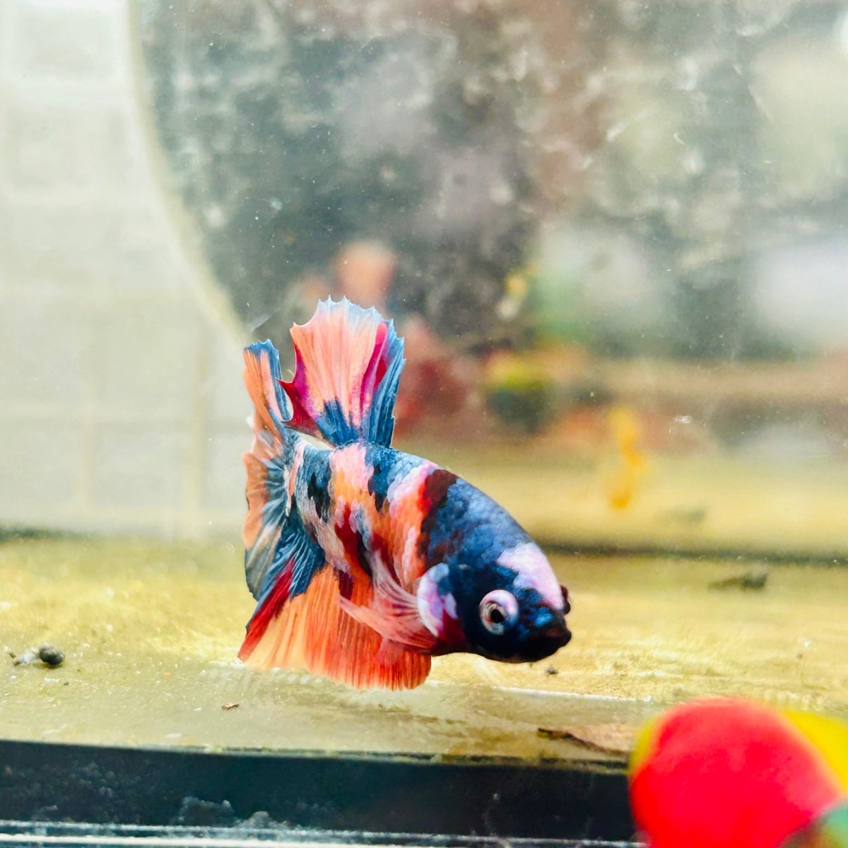 Plakat Multicolor Koi Male Betta 162