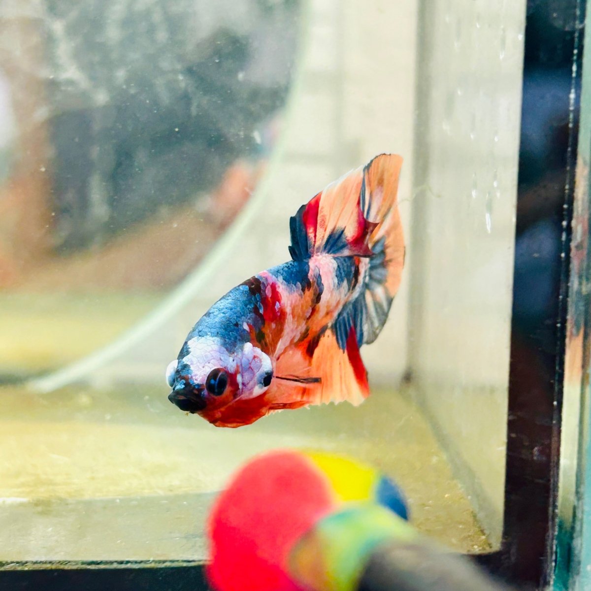 Plakat Multicolor Koi Male Betta 162