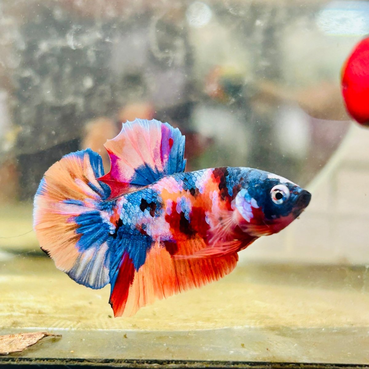 Plakat Multicolor Koi Male Betta 162