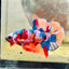 Plakat Multicolor Koi Male Betta 162