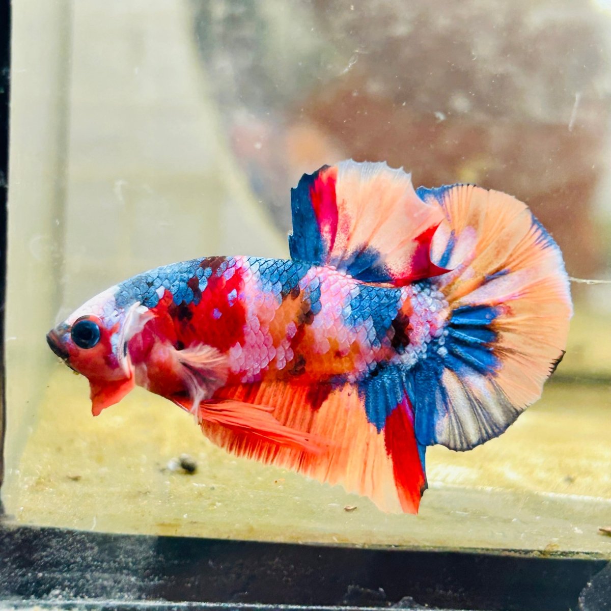 Plakat Multicolor Koi Male Betta 162